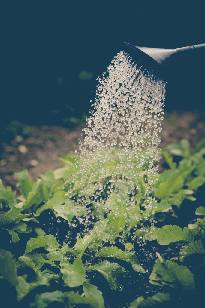 edible post watering can